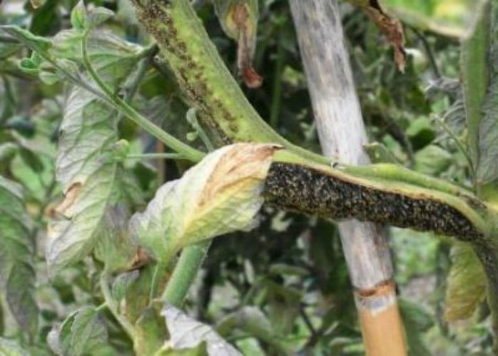 Attention : cigales – comment protéger les tomates du stolbur et comment faire face à un fléau infectieux