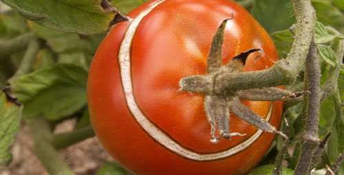 Attention : « poussière » de cendre – pourquoi la pourriture grise attaque les tomates et comment y faire face