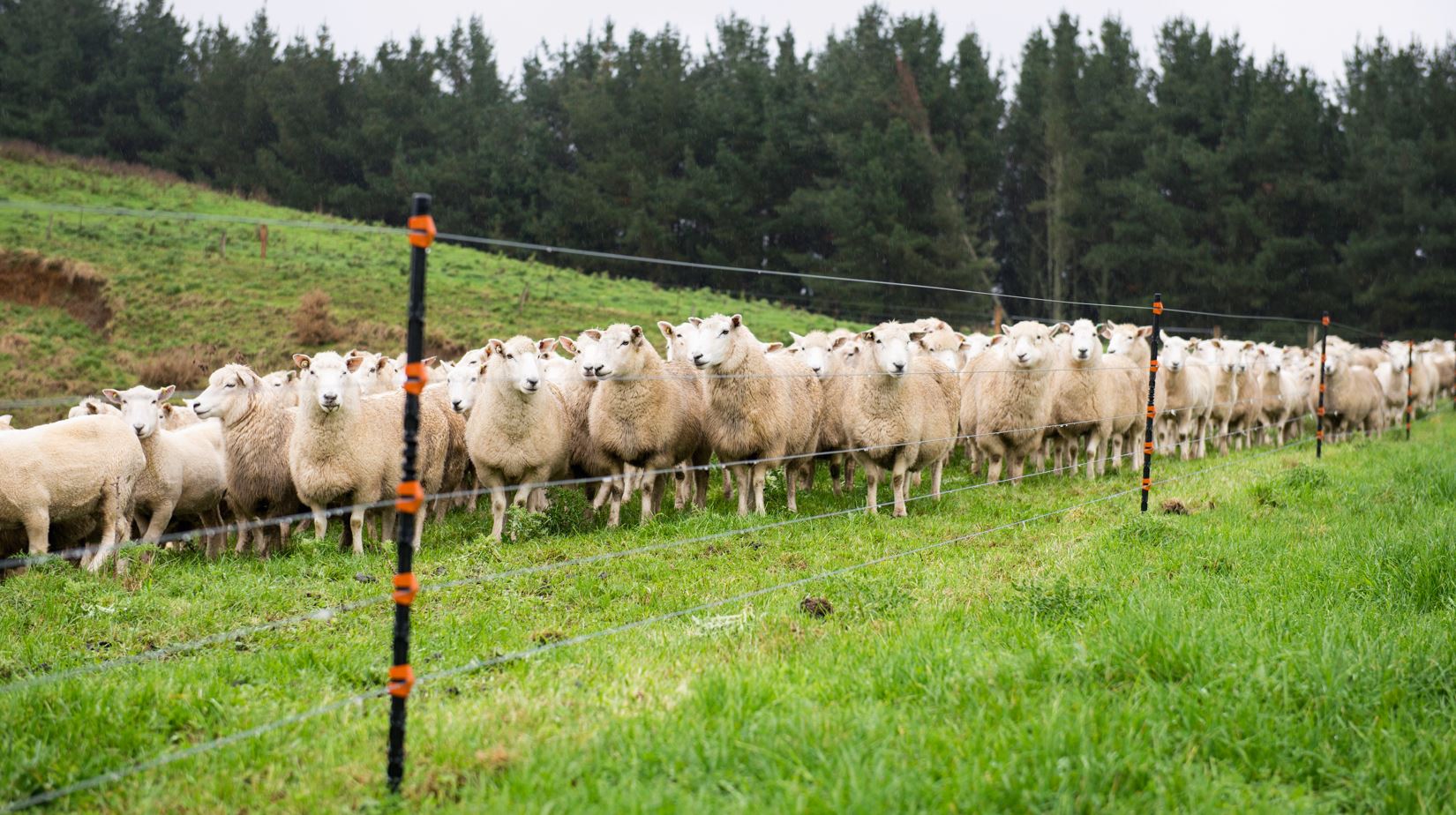 Berger électronique pour moutons : avantages et inconvénients, processus d'adaptation aux moutons