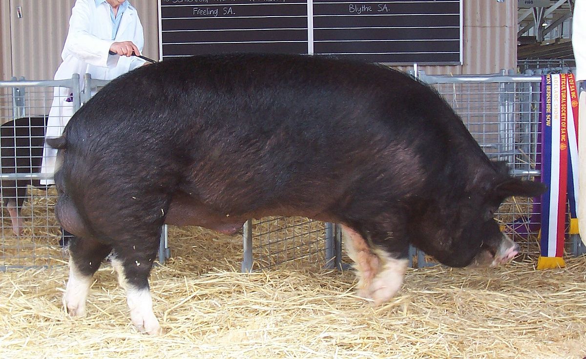 Caractéristiques de la race de porcs Berkshire