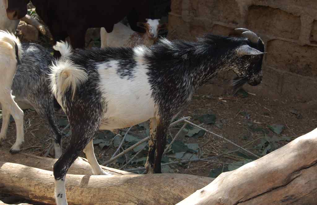Caractéristiques de l'élevage et de l'élevage de chèvres camerounaises