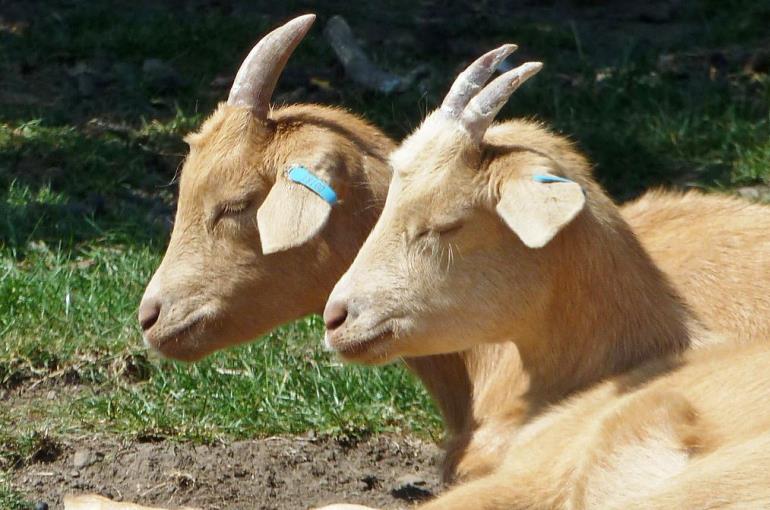 Caractéristiques de l’élevage et de l’élevage de chèvres Shami