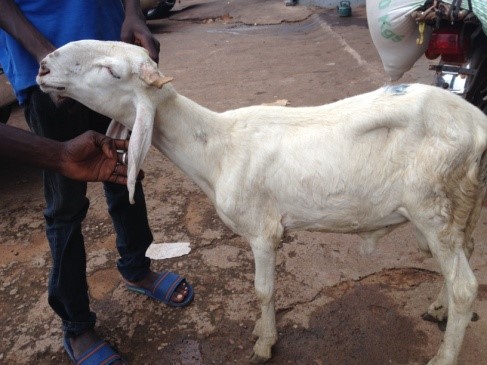 Causes de la diarrhée chez les moutons, traitement et prévention