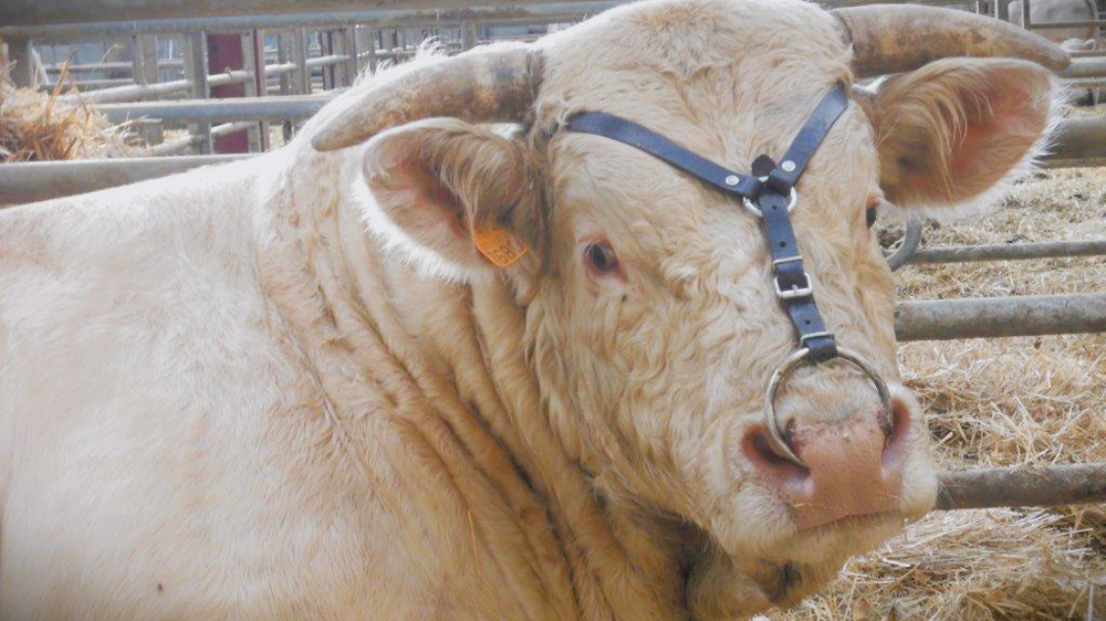 Causes des vaches stériles et comment les éviter