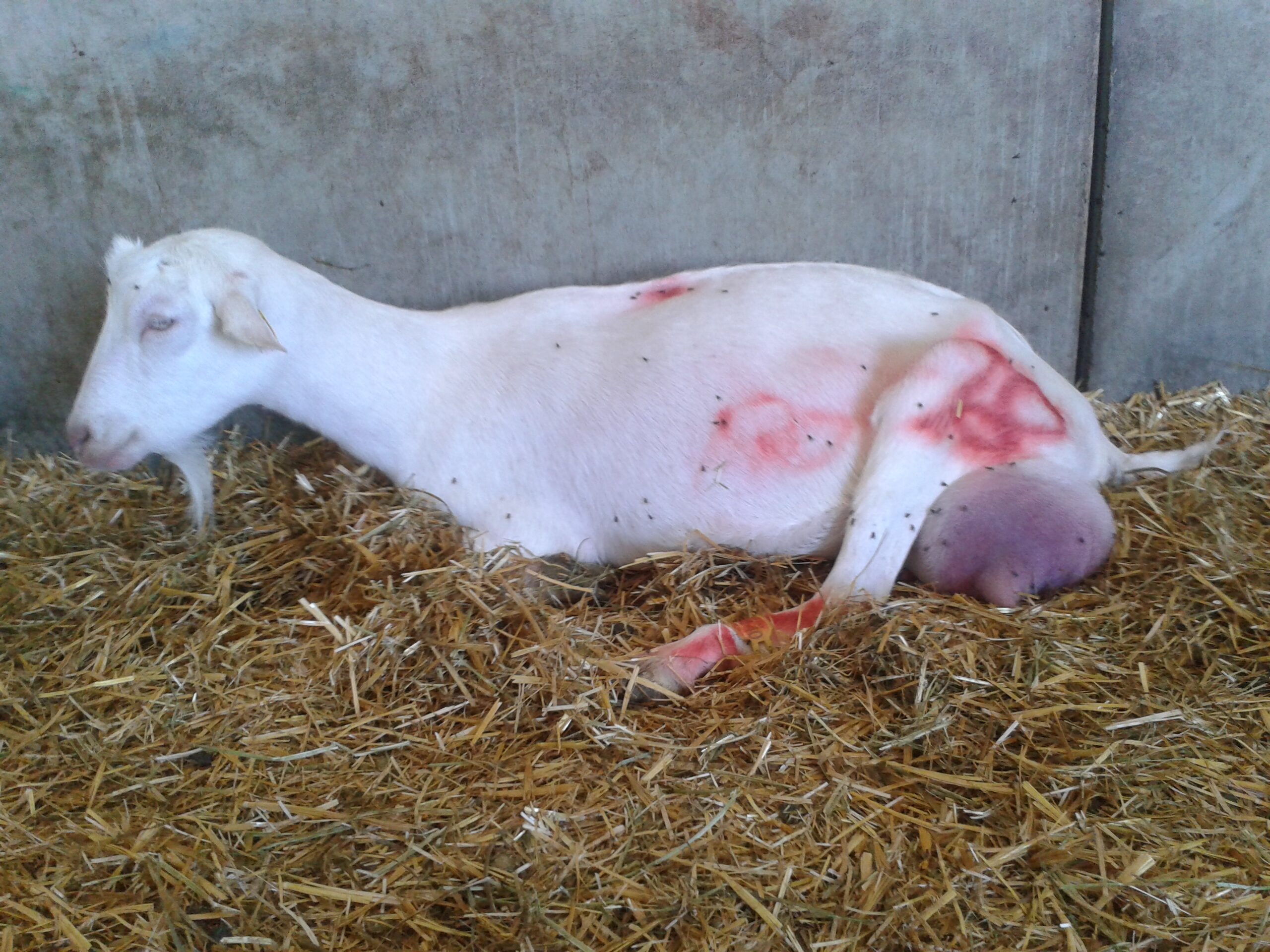 Ce qu’il faut savoir sur la maladie du pis chez la chèvre