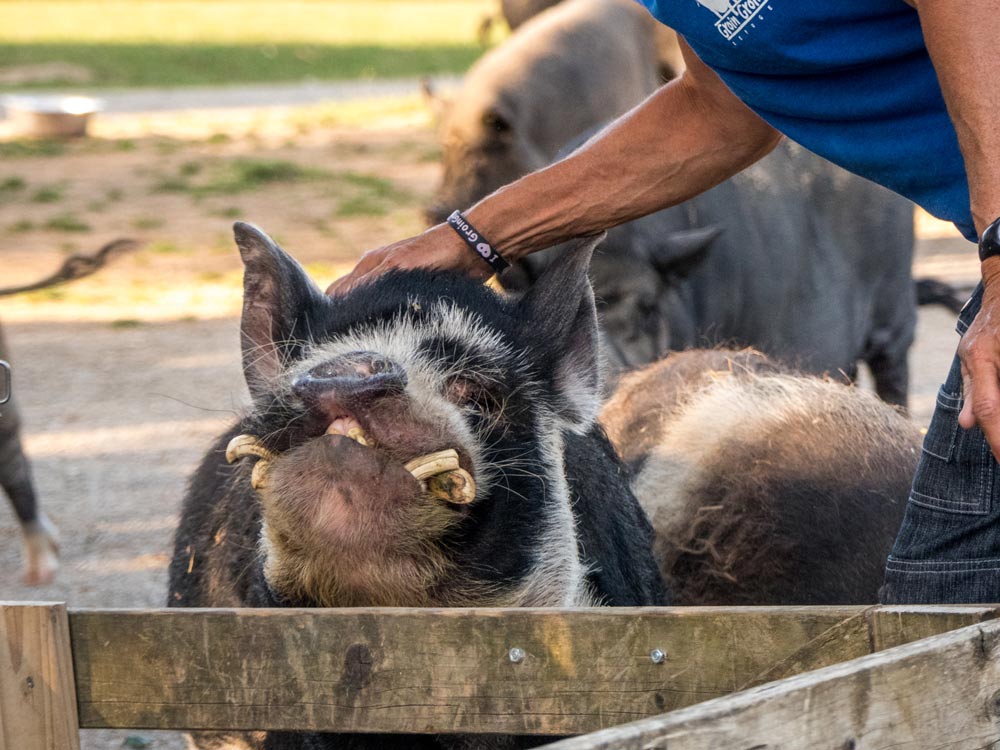 Cochon vietnamien : soins et entretien