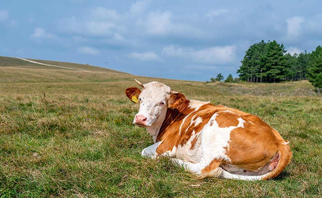 Combien d’années vivent en moyenne les vaches ?