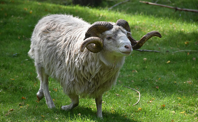 Combien d'années vivent les béliers et les moutons domestiques ?