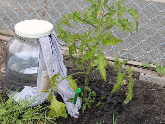 Comment arroser correctement les plants de tomates