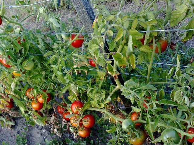 Comment arroser les tomates à l'extérieur