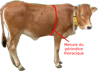 Comment connaître le poids du bétail par mesures, tableau