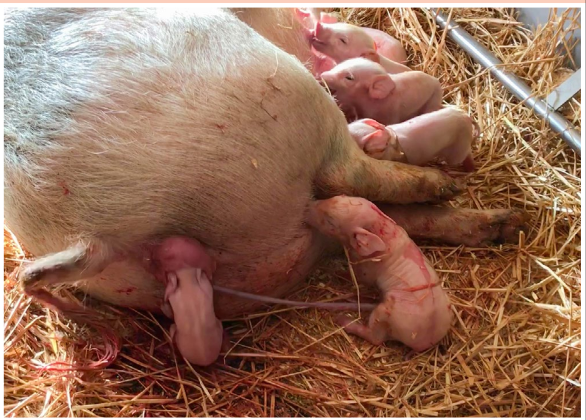 Comment déterminer la grossesse d’un cochon à la maison ?