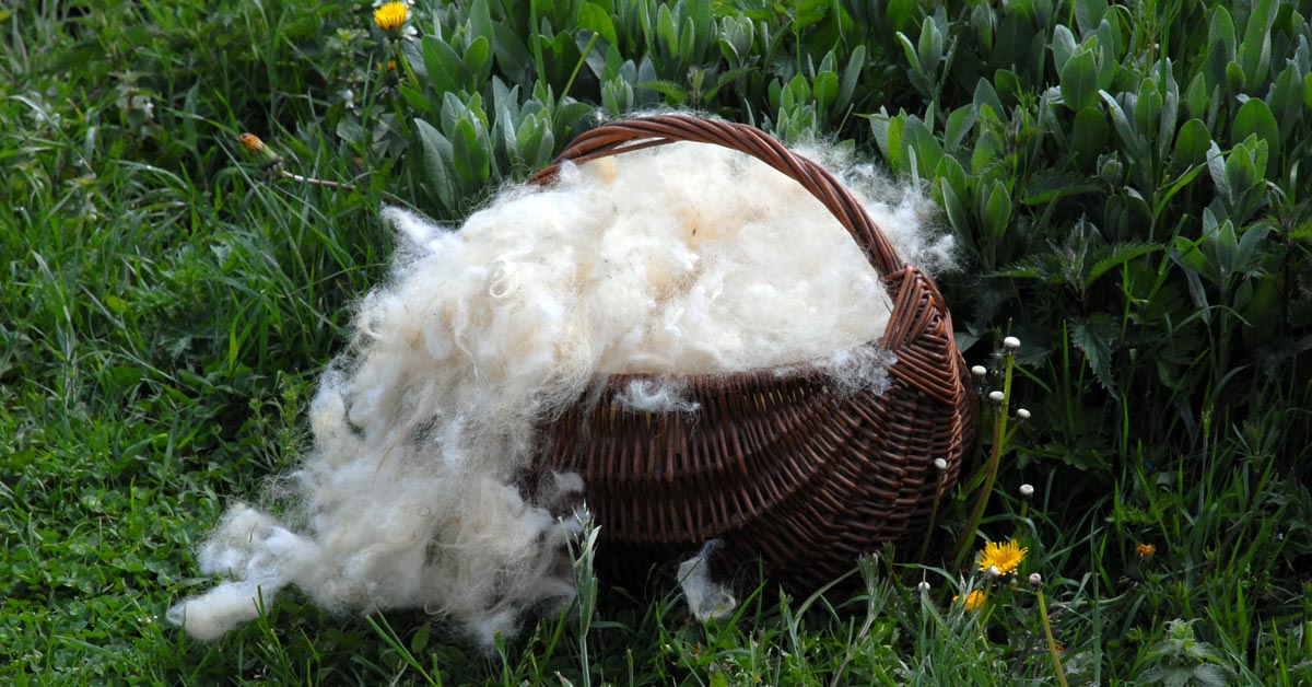 Comment et comment laver la laine de mouton (polaire) à la maison