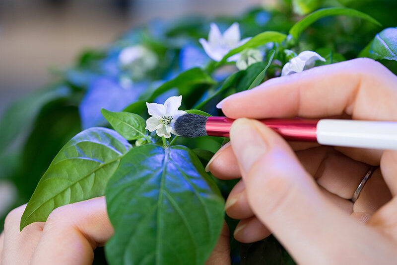 Comment et pourquoi polliniser les plantes manuellement ?