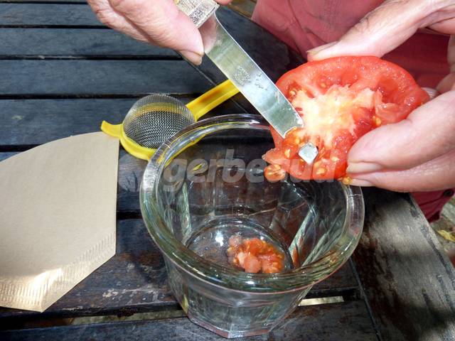 Comment faire pousser des tomates de la graine à la récolte