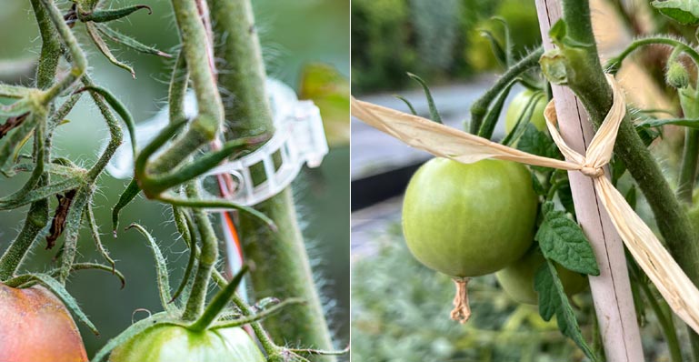Comment faire pousser des tomates sans pépins : les avantages et les inconvénients de la technologie