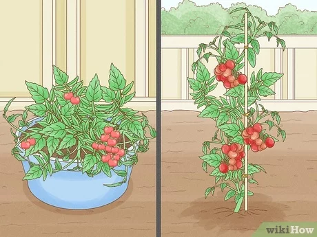 Comment faire pousser des tomates sur un rebord de fenêtre dans un appartement : instructions étape par étape