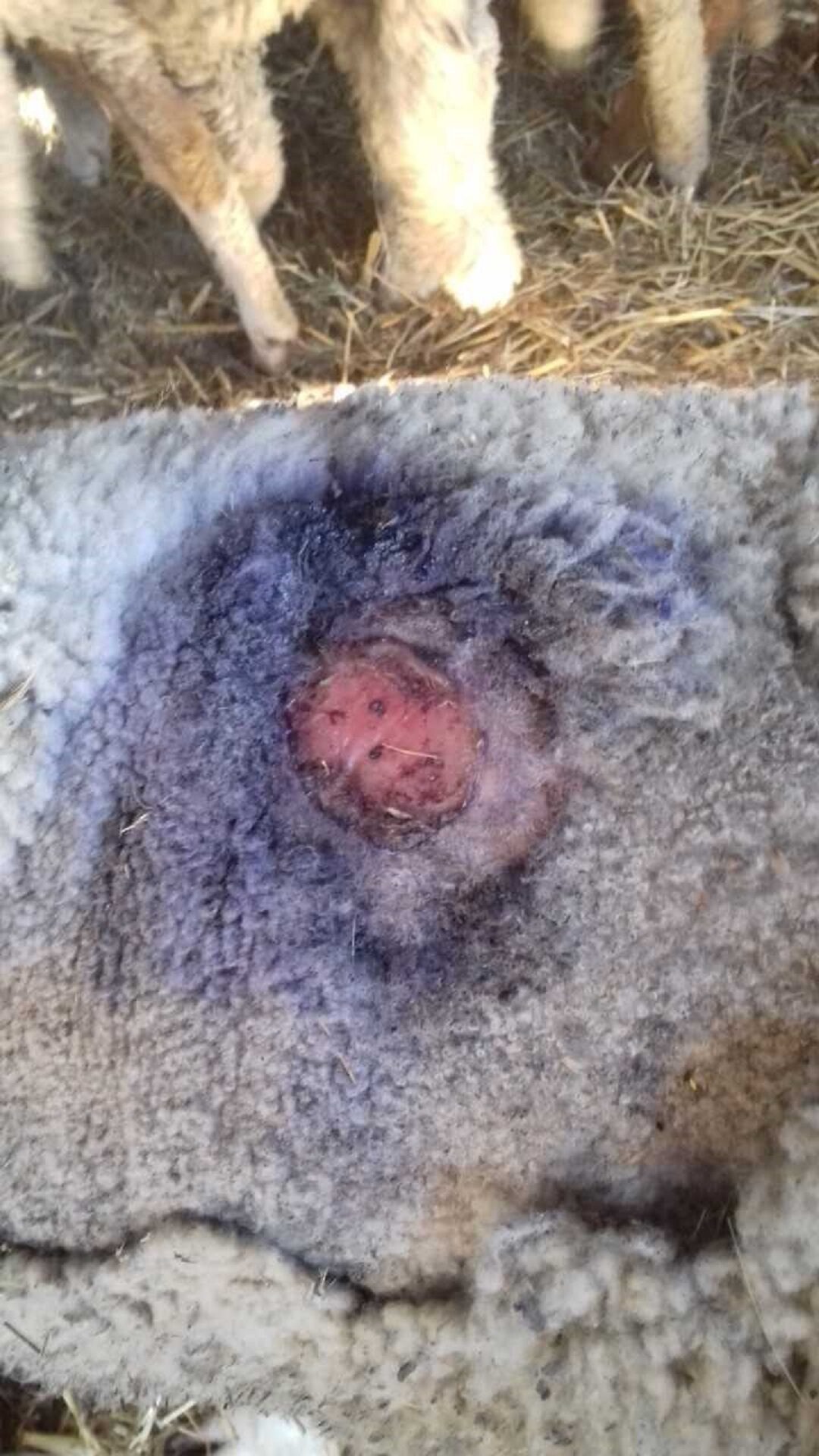 Comment identifier et traiter le bradzot chez le mouton : épizootologie, vaccination