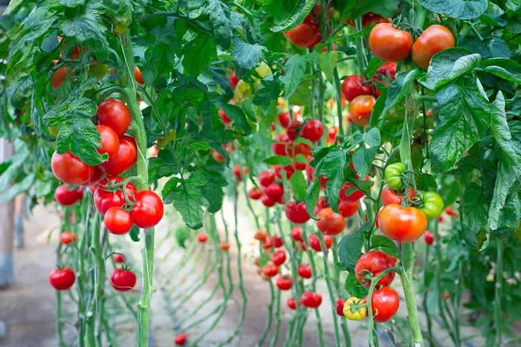 Comment nourrir les plants de tomates pour leur croissance à la maison