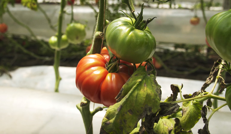 Comment nourrir les tomates en serre