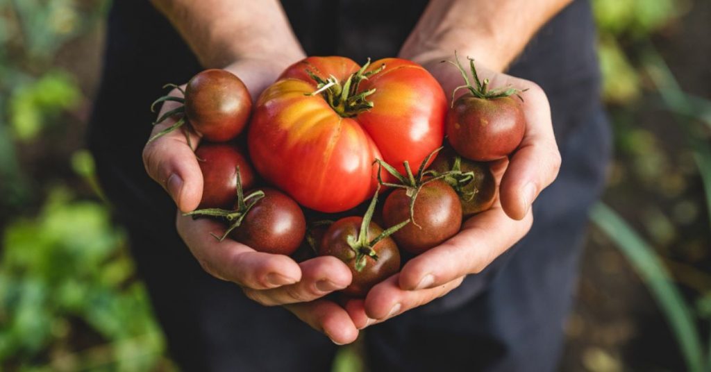 Comment prévenir les pertes de récoltes dues aux maladies : moyens efficaces de prévenir les maladies des tomates