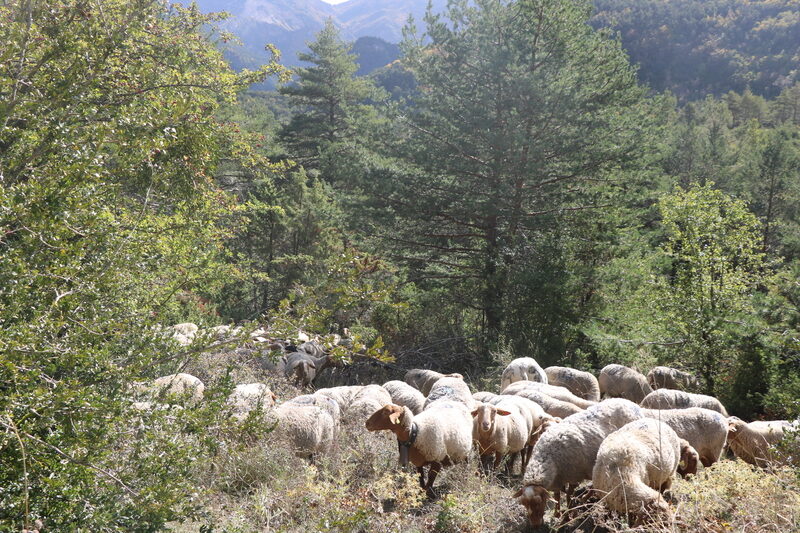 Comment protéger les moutons et les agneaux des tiques