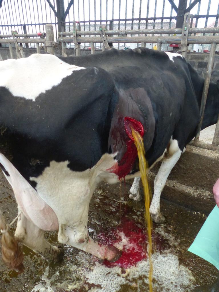Comment soigner un abcès chez une vache ?