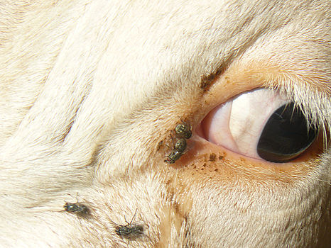 Comment soigner une épine dans l'oeil d'une vache ?