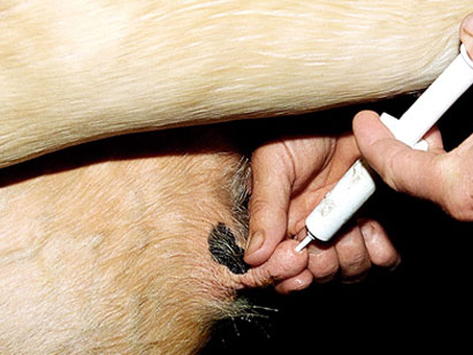 Comment soigner une mammite latente chez une vache ?