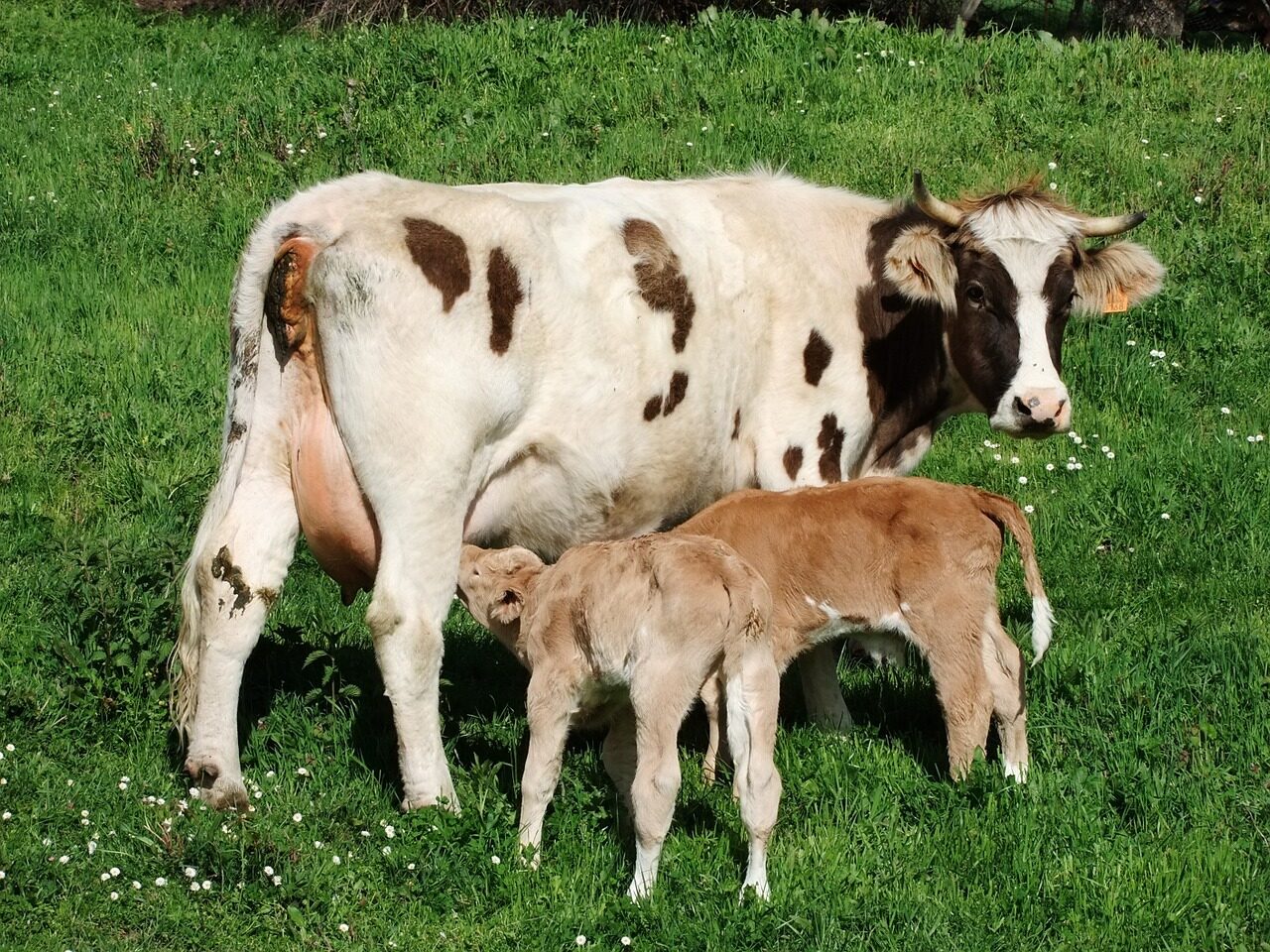 Comment sont nourries les vaches en lactation ?