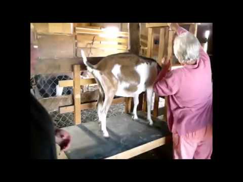 Comment traire correctement une chèvre