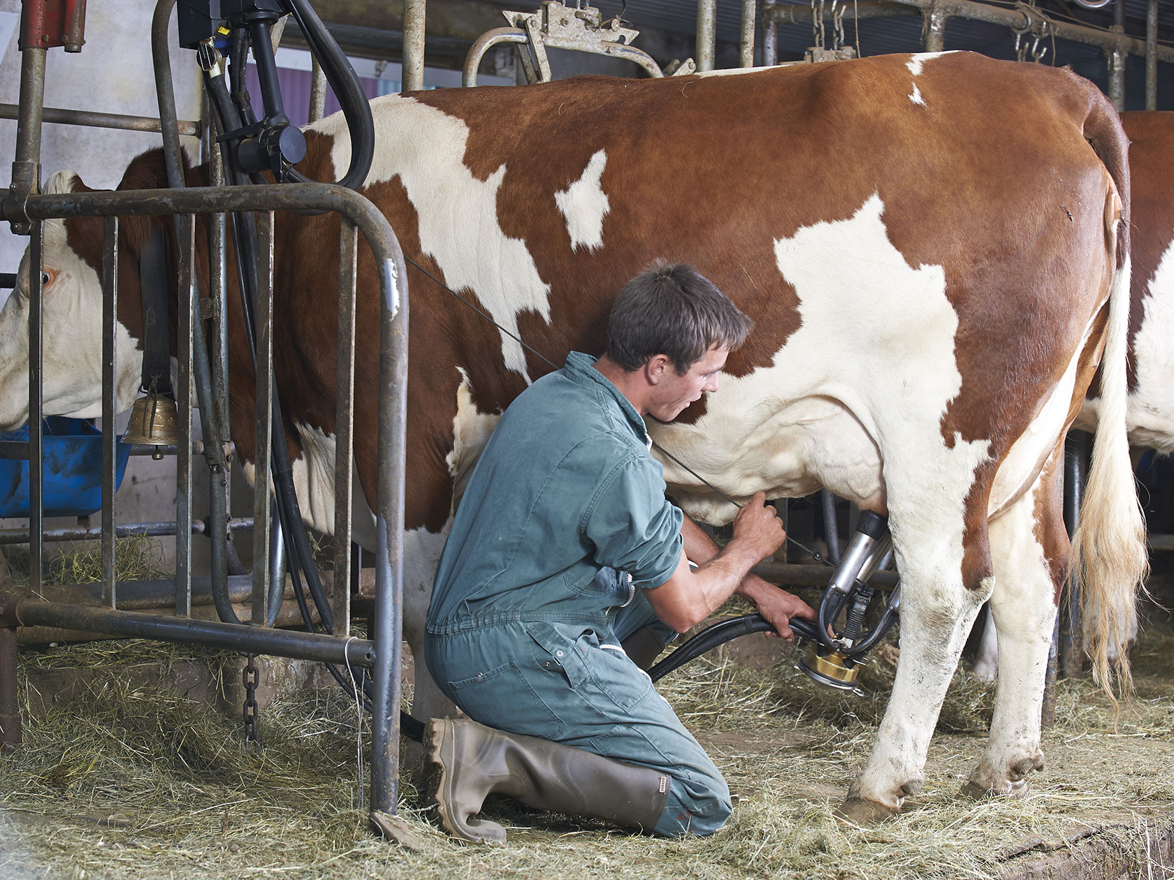 Comment traire correctement une vache avec une machine à traire