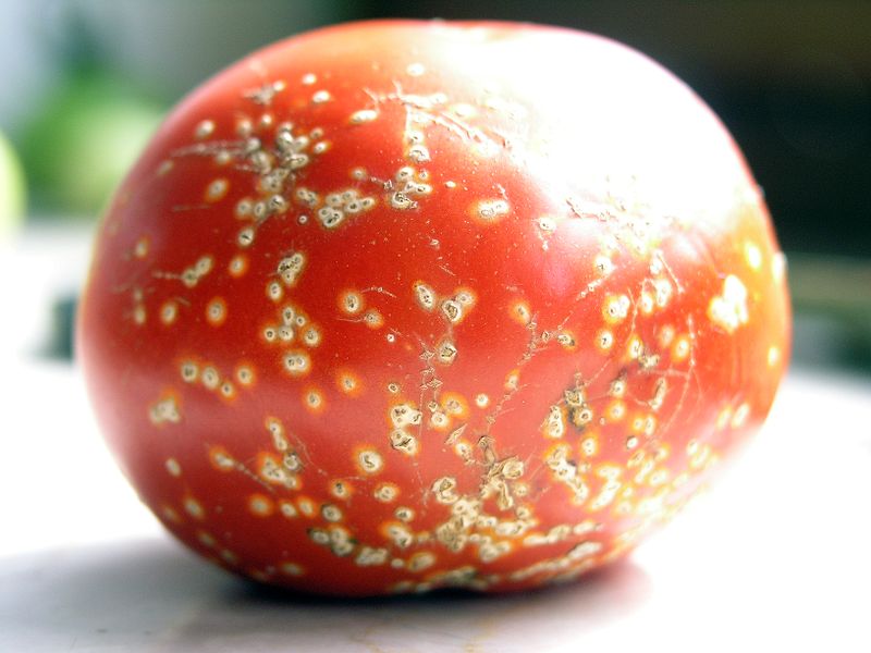 Commun et très dangereux : comment reconnaître et guérir efficacement la fusariose de la tomate à temps