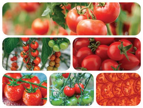 Connaître l’ennemi « de vue » : signes de taches brunes sur les tomates, méthodes efficaces pour contrôler et prévenir la cladosporiose