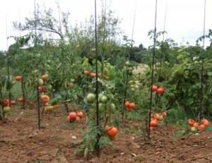 Contagieuse et peu curable : qu'est-ce que la mosaïque du tabac de la tomate et comment y faire face en serre et au jardin