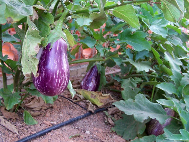 Cultiver des plants d'aubergines