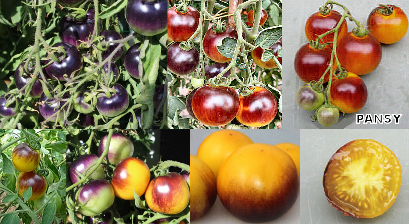 De la tige à la racine : quand il est judicieux de planter des tomates couchées et comment le faire correctement afin d’augmenter considérablement le rendement
