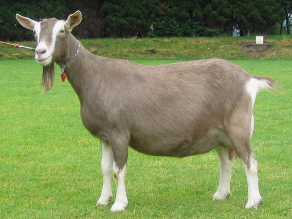 Description des chèvres du Toggenburg