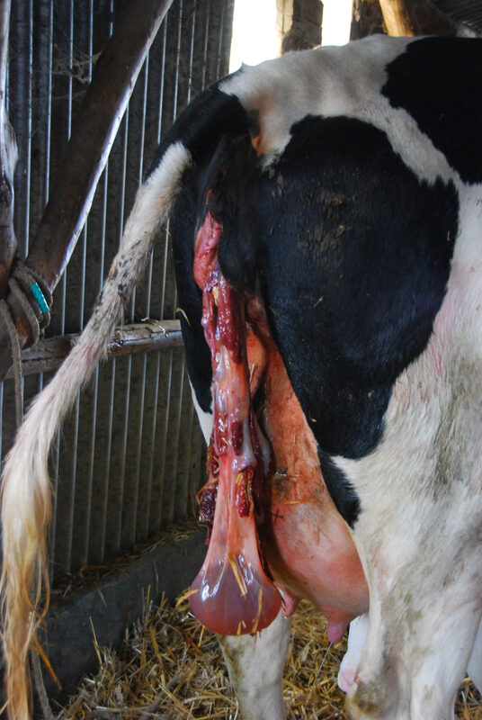 Détention du placenta chez les vaches – signes, traitement, prévention