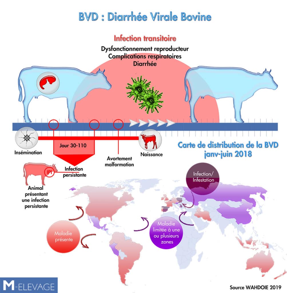 Diarrhée virale chez les bovins