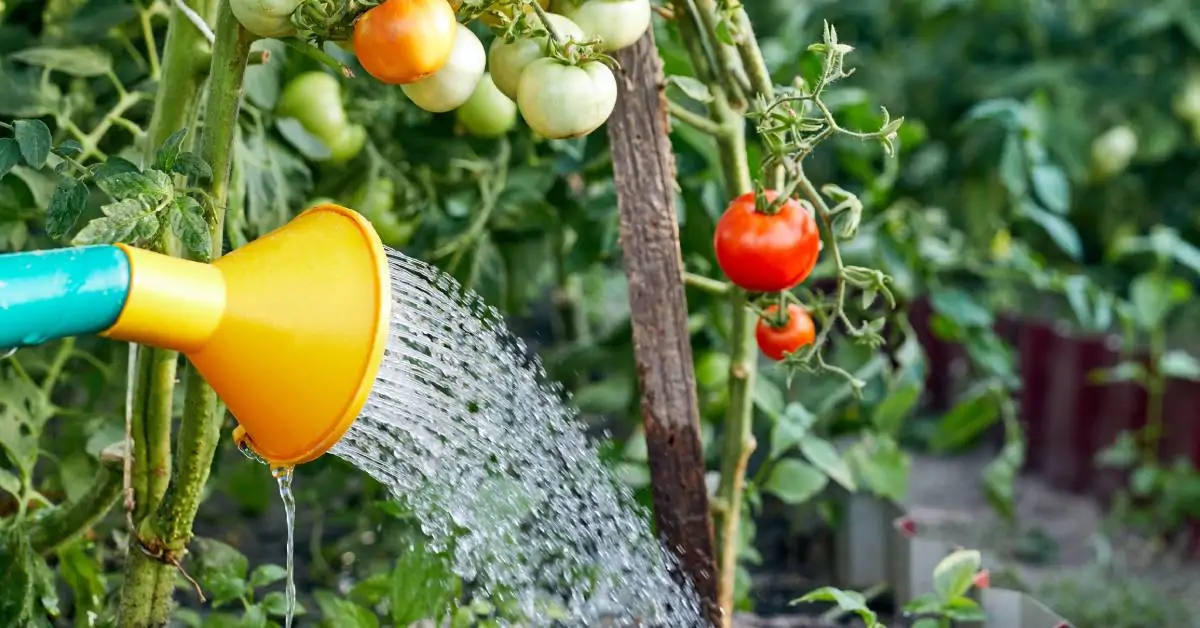 Du papier au lieu de la terre : une curieuse façon de faire pousser des plants de tomates sans terre
