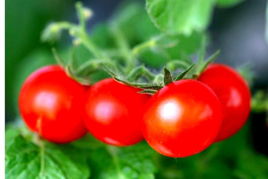 Du vert au rouge : comment accélérer efficacement le processus de maturation des tomates