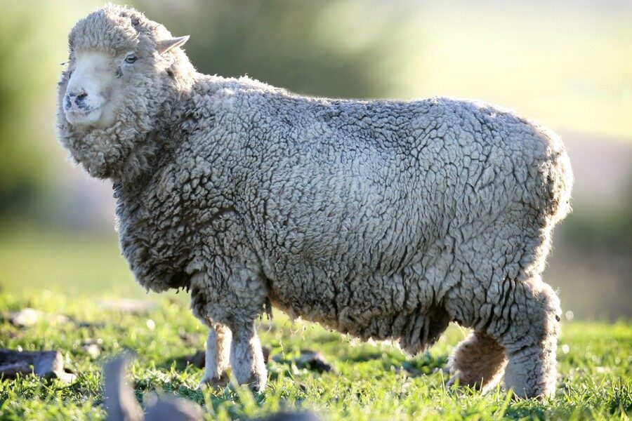 Durée de vie des moutons