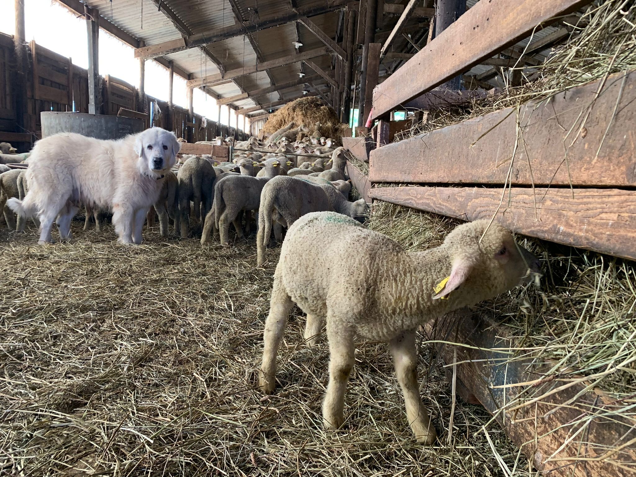 Elevage de moutons à laine fine : les races les plus connues, élevage
