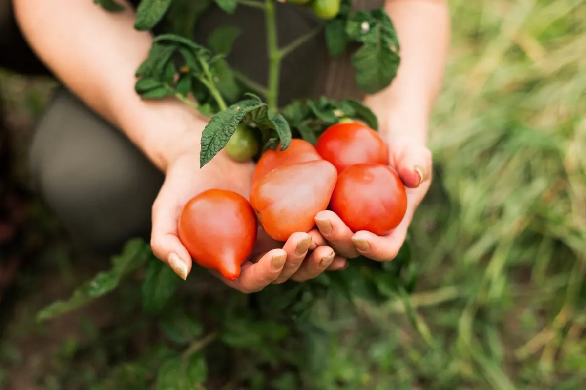 Fructification abondante, croissance rapide – les règles de base pour nourrir les tomates avec du phosphore