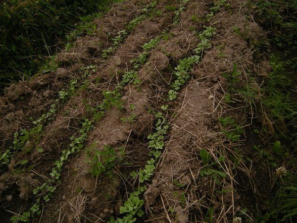 Incroyablement tenace et dangereux – comment protéger les tomates du pire ennemi, le mildiou : le travail du sol après une maladie
