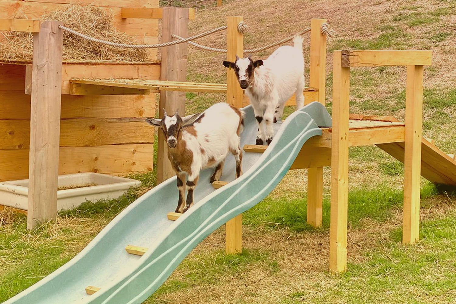 Instructions : étable à chèvres à faire soi-même