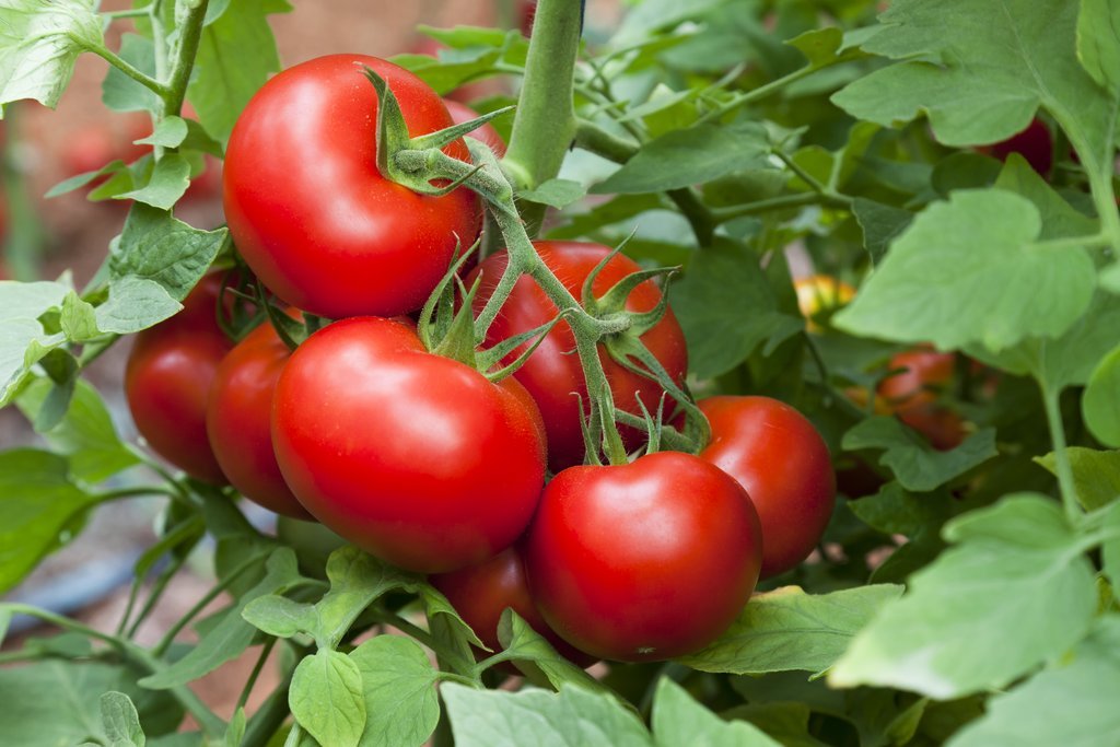 Jardin sur le rebord de la fenêtre : beau et savoureux – caractéristiques de la culture de tomates à la maison