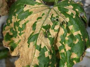 La péronosporose ou le mildiou attaque le jardin : que faire ?