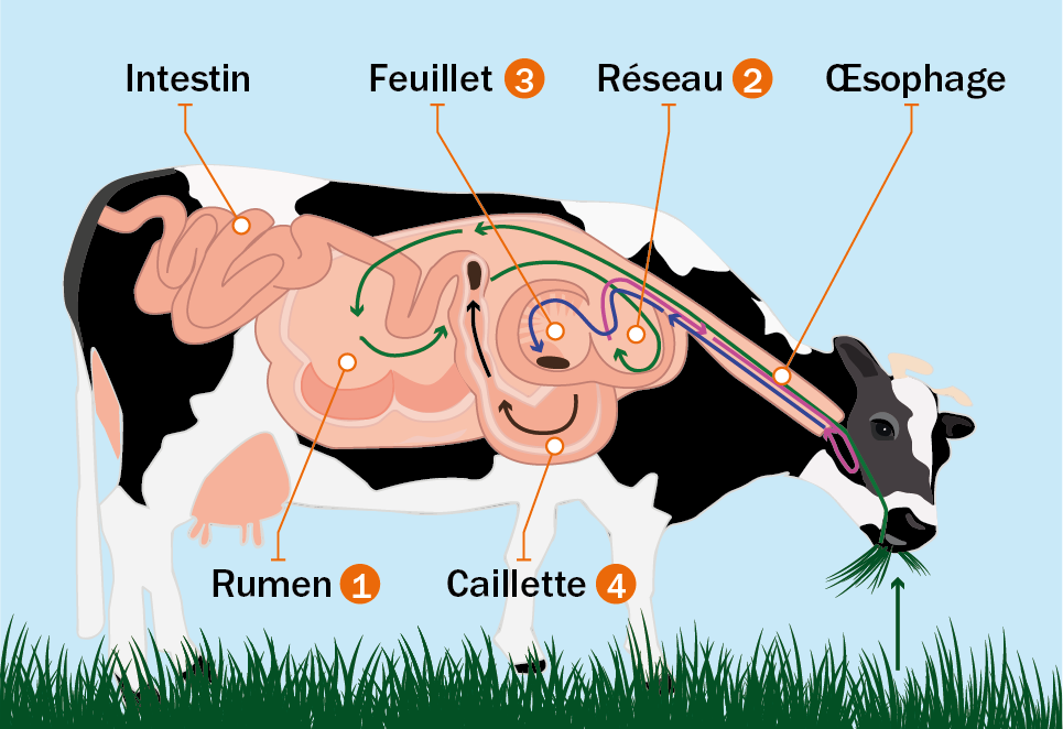 La structure de l'estomac et du système digestif d'une vache